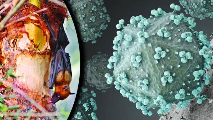 বাংলাদেশে প্রাণঘাতী হয়ে উঠছে নিপাহর মতো আরেক ভাইরাস!